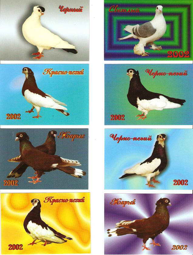 Тульские голуби. 2002,2006г.г.
