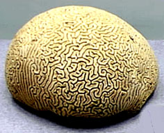 камень из минералогического кабинета Акинфия